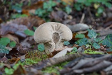 Vlčí pižmová houba