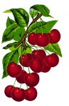 Cherries on Branch Watercolor
