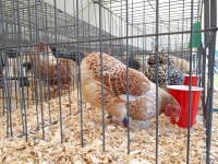 Hühner In Käfigen