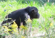 Cimpanzeu