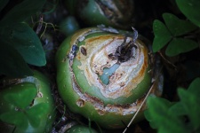 Cipolla rampicante - una grande pianta a