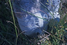 Close view of muzzle of grey donkey