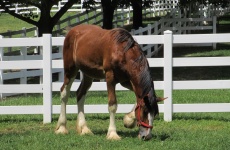 Clydesdale Grazing