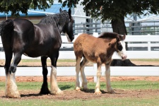 Clydesdale Mare and Colt