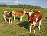 牧草地の牛