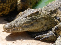 Krokodýl 1