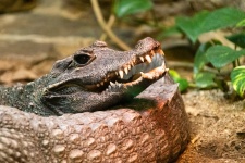 Portrait de crocodile