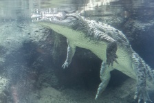 Krokodýl pod vodou