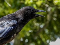Portrait d'oiseau Corbeau