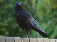 Crow pe un perete