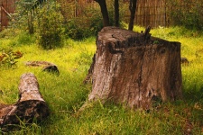 Cut Off Tree Stump On Green Grass