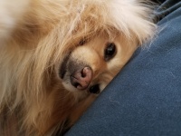 Portret drăguț de câine Pomeranian