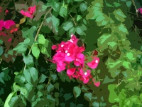 Cutout image of pink flowers