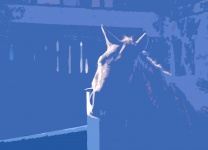 Cutout Image Of Sunlight On Horse