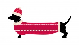 Teckel chien en pull de Noël