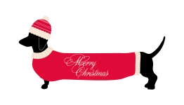Perro Dachshund en suéter navideño