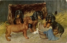 Dachshund puppies take a bath