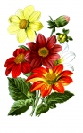 Dahlia virágok Vintage rajz