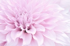 Floare de dalie roz