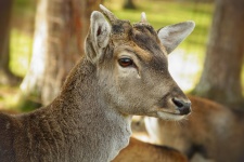 Damhirsch Fallow Deer Rehwild