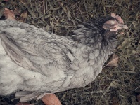 Pollo morto