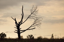 Мертвое дерево, запечатленное на фоне об