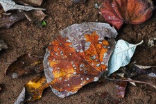 Decaying discoloured brown leaf