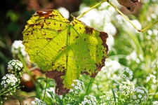 Decaying grape vine leaf