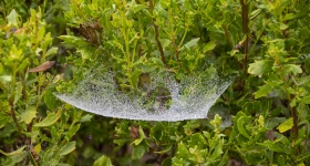 Dewy spider webs