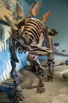 Dinoszaurusz csontváz