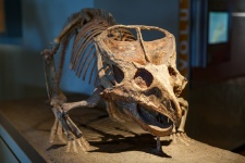 Dinosaurier-Skelett