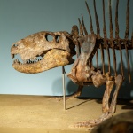Dinoszaurusz csontváz