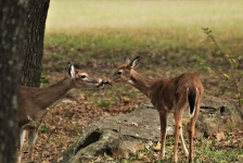 Doe and Fawn Touching Noses