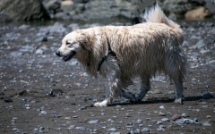 Dog at beach