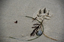 Dogprint Footprint in Sand