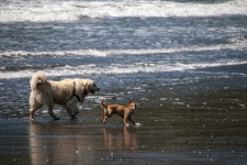 Kutyák a strandon