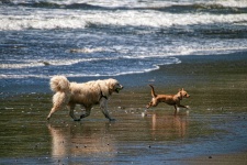 Dogs at play at the beach