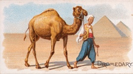 Camello dromedario africano