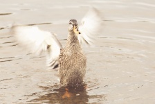 Duck flapping wings
