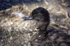 Duck With Curved Beak