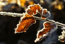 Jesienne liście kryształów lodu