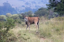 Antylopa eland w długiej trawie