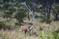 Eland antelope in open woodland
