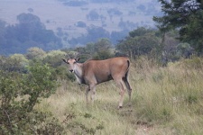 Antilope d'éland dans les bois ouver