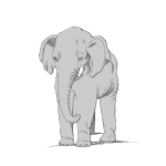 Elefant Clipart Ritning
