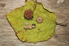 Fall Collection on Leaf