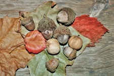 Fall Collection on Wood 2