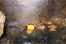 Fall Leaves in Stream Background