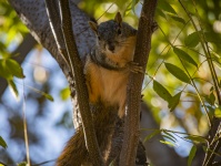 Female Fox Squirrel