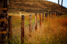 Fence in a Field